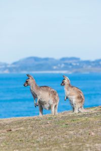 Kangaroos Look At Me Now Headland Coffs Harbour 1